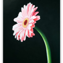 Gerbera