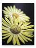 Daisies