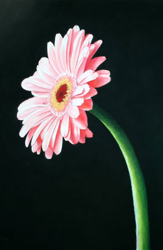 Gerbera
